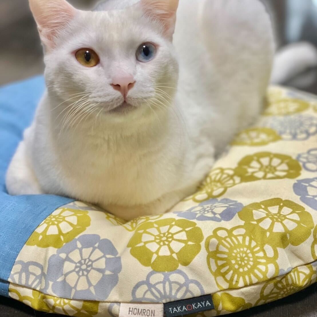 ねこさま専用お座布団